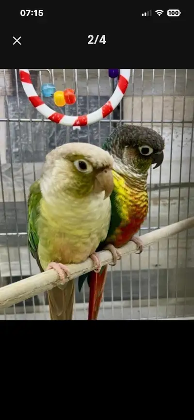 Couple Conure ( prouvé), View more