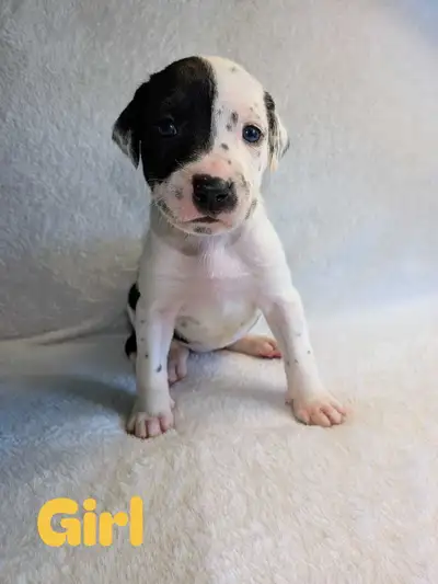 Dalmatian mix puppies, View more