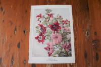 Vintage Botanical Print - Petunias - Fairfax Muckley
