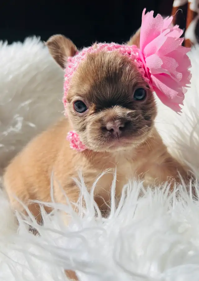 Isabella Fluffy French Bulldogs in Dogs & Puppies for Rehoming in West Island - Image 10