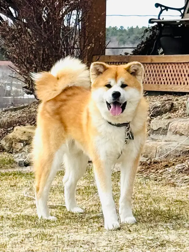 Akita Inu in Dogs & Puppies for Rehoming in Laurentides - Image 8