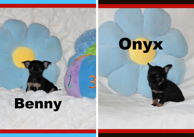 Chihuahua❤️Mâle mini ❤️100% Garantie.Top Qualité ★★★, View more