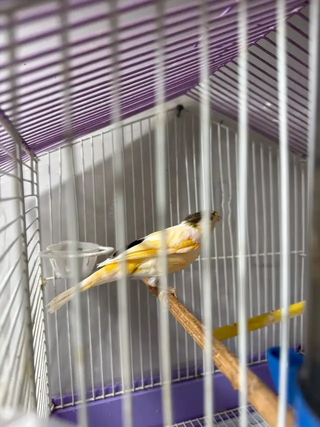 Canaries in Birds for Rehoming in Regina - Image 5