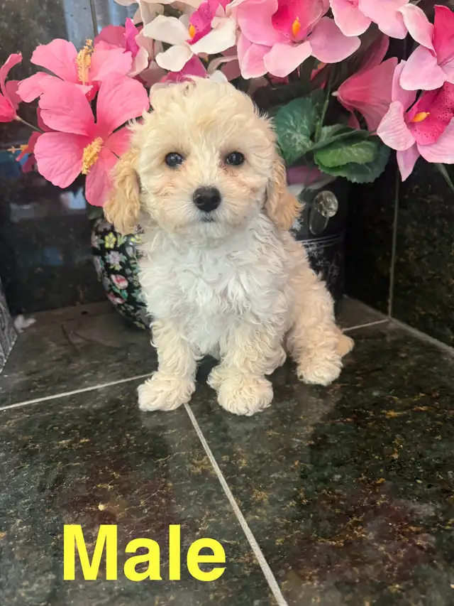 Toy Poodle/Shihpoo  in Dogs & Puppies for Rehoming in Markham / York Region - Image 6