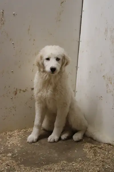 Beautiful Great Pyrenees/Maremma Puppies for sale!, View more