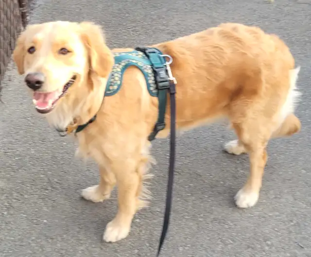 chiot golden retriever pure race in Dogs & Puppies for Rehoming in West Island - Image 7