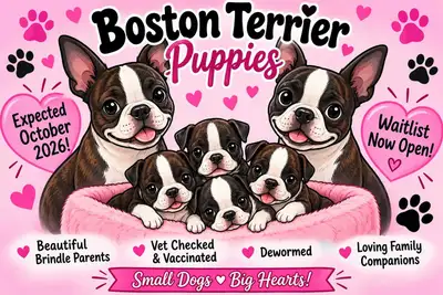 Boston Terriers 10/2026, View more