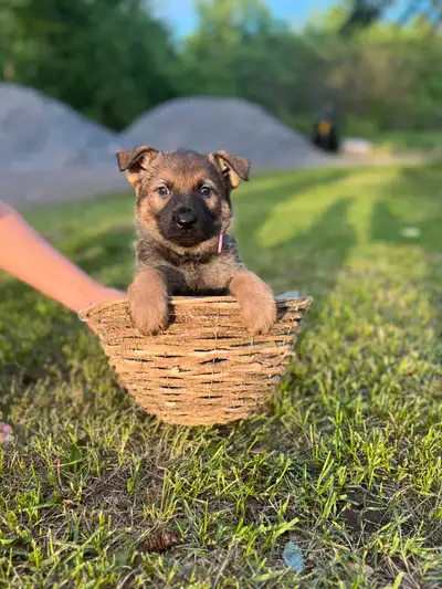 Purebred Working Line german shepherd pups are available. DOB: March 25, 2025 Still available: Only...