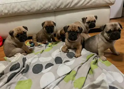Frenchie/english/pug cross puppies, View more