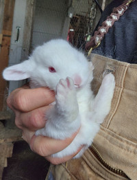 New Zealand Rabbits Does and Bucks