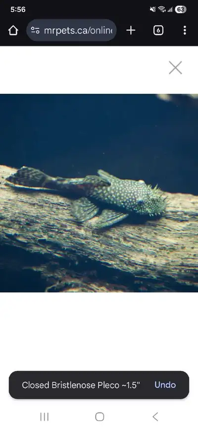 Bristle nose plecko fish, View more