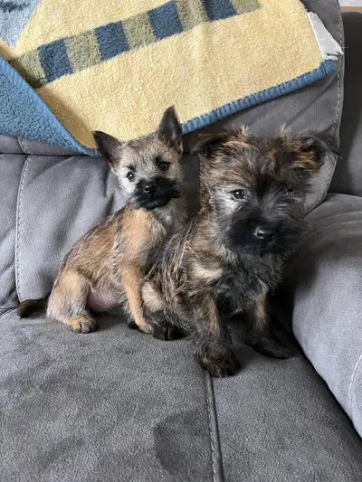 I have a beautiful litter of female Cairn Terrier puppies that are ready for new homes:) (2 puppies...