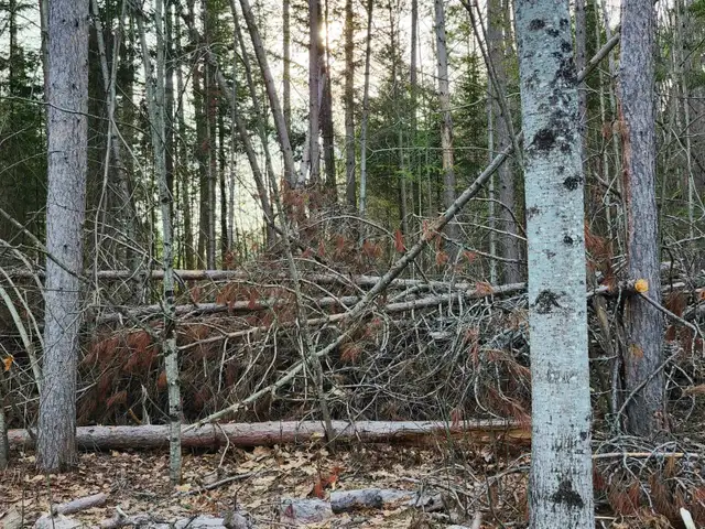 FREE Red Pine CampFire wood, & Brush — Variety of Sizes in Free Stuff in Muskoka - Image 7