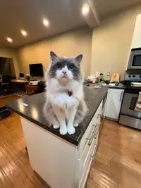 3 year old blue ragdoll rehome