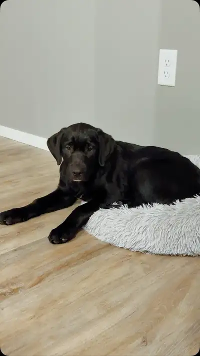 Loving Home Needed for 3-Month-Old Black Lab Mix, View more