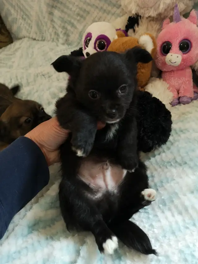 ❤️ VALENTYNE ENTERPRISE ❤️ CHIHUAHUA PUPPYS READY NOW 7059303541 in Dogs & Puppies for Rehoming in Ottawa - Image 2