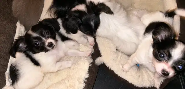 Chihuahua papillon in Dogs & Puppies for Rehoming in Laval / North Shore - Image 10