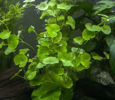 Aquarium plants - Hydrocotyle Leucocephala.., View more