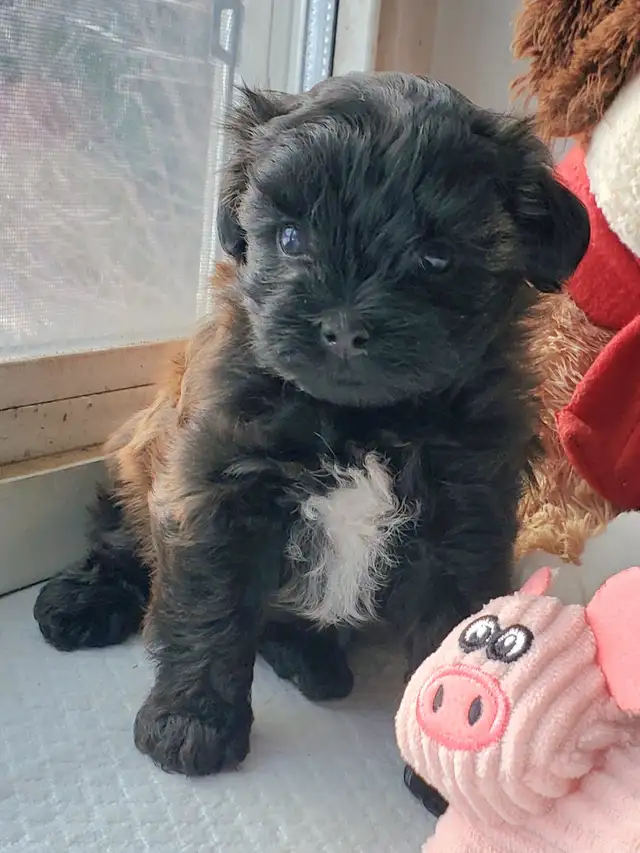 Yorkie poo- SOLD!!! in Dogs & Puppies for Rehoming in Oakville / Halton Region - Image 9