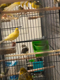 Canary Bird pure Champion breed for sale(&rehome)