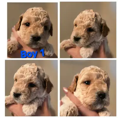 Adorable Havapoo Puppies for rehoming, View more