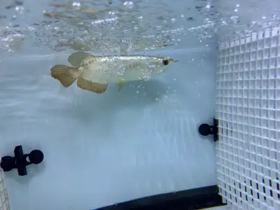 Golden Crossback Arowana, View more