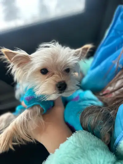 For Sale: Silver Yorkshire Terrier English: Adorable 1-year-4-month-old silver Yorkshire Terrier for...