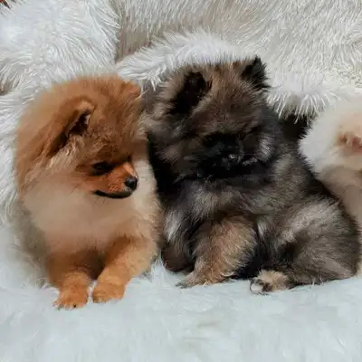 2 Beautiful purebred Pomeranian puppies looking to find their new homes! There are 2 Females. the wh...
