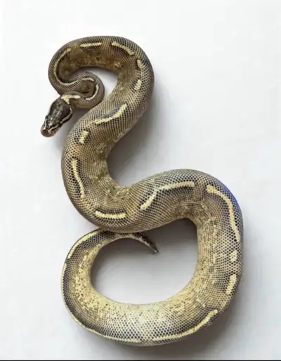 Male Freeway Ball Python, View more