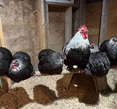 bantam Cochin hatching eggs, View more