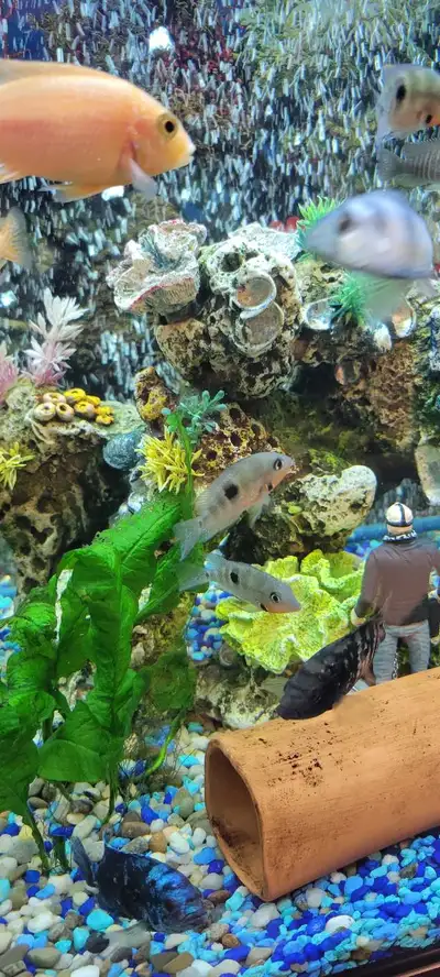 About 2 -1/2" I only have 2 left. Firemouth with underbelly flaming red Open to trade!