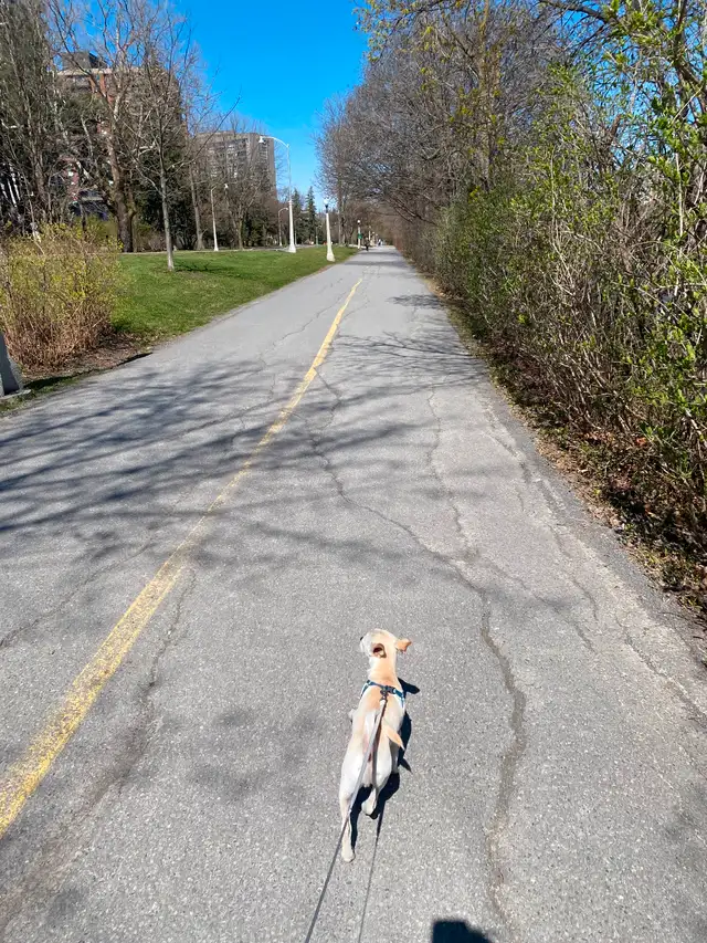 Loving & Reliable Pet Sitting – Downtown Ottawa in Animal & Pet Services in Ottawa - Image 3