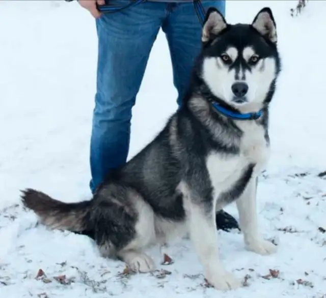 Siberian Husky Pups in Dogs & Puppies for Rehoming in Winnipeg - Image 11