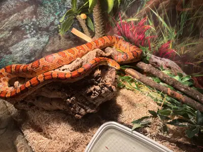ADULT MALE CORN SNAKE $250, View more