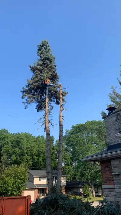 Milton/surrounding areas/affordable Tree Removal/Yard Cleanup, View more