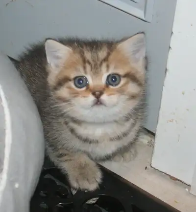 British Shorthair Kittens - Purebred, View more