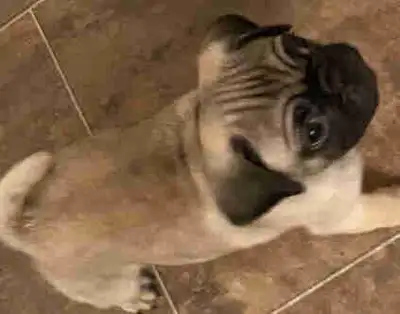 chiots Carlin /Pug, View more