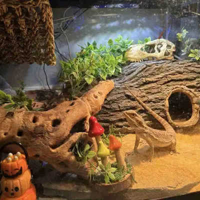 (Pending) looking to potentially rehome my bearded dragon, View more