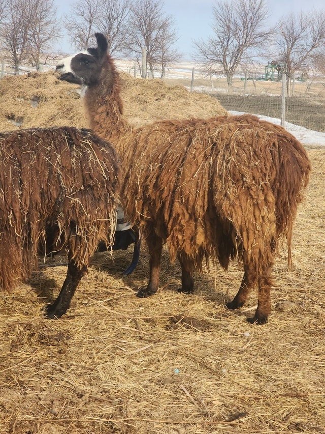 Bred Llamas for sale Livestock Saskatoon Kijiji