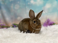 NEUTERED purebred mini Rex bunnies 