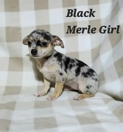 RARE MALE & FEMALE MERLE CHIHUAHUA PUPPY!!, View more