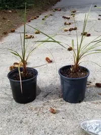 Free spiky plants