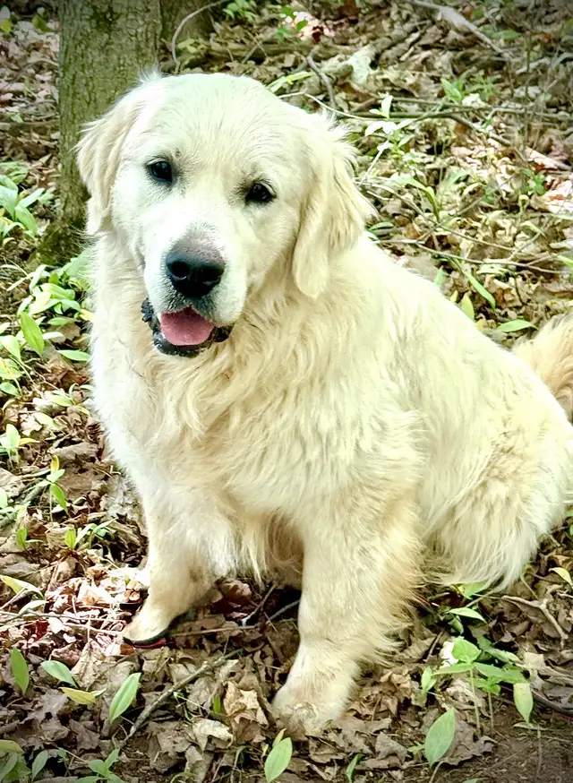 English Cream Golden Retriever Puppies CKC registered in Dogs & Puppies for Rehoming in Oakville / Halton Region - Image 6