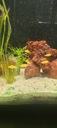 Yellow lab cichlids  fry