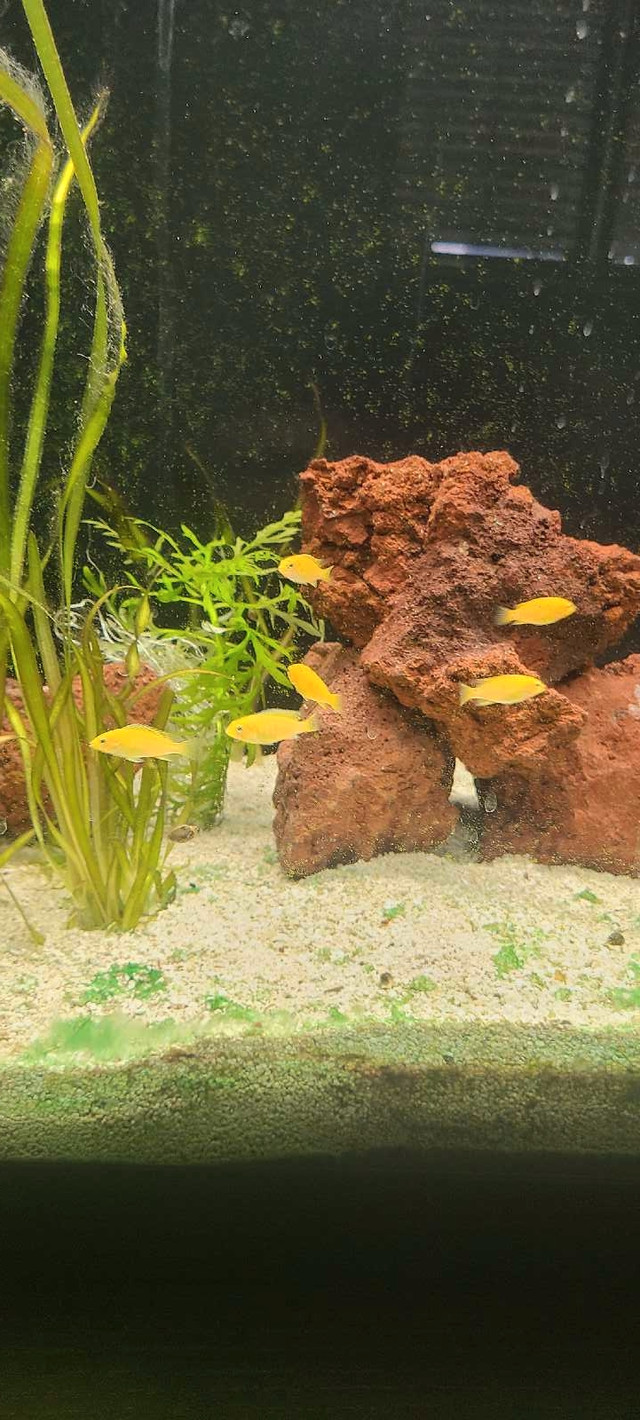 Yellow lab cichlids  fry in Fish for Rehoming in Hamilton