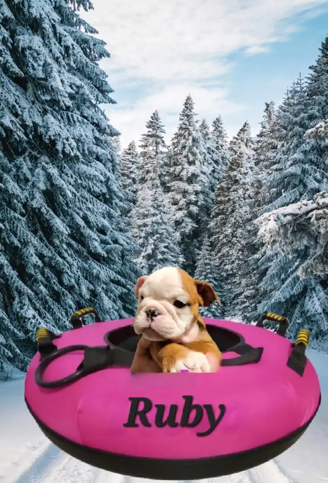 ⭐️⭐️⭐️⭐️⭐️ROYAL VICTORIAN BULLDOGS in Dogs & Puppies for Rehoming in Kitchener / Waterloo - Image 10