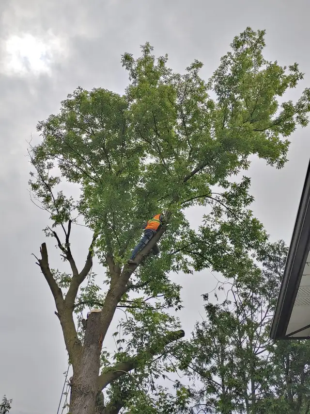Affordable Tree Removal and landscaping services in Kitchener in Lawn, Tree Maintenance & Eavestrough in Kitchener / Waterloo - Image 6