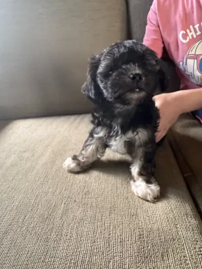 5 shih tzu/poodle cross puppies, 8 weeks old(born March 23), ready to go. 1 black males(photos 1+4)....