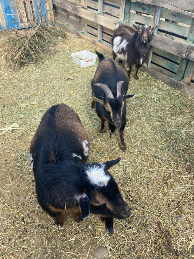 3 friendly dwarf goats  in Livestock in Edmonton - Image 2