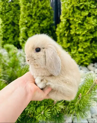 Bélier hollandais ❤️mâle❤️lapin ( nain ), View more